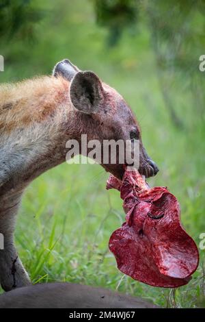 A Spotted Hyena with a bloody piece of meat lung in its jaws, Greater Kruger. Stock Photo