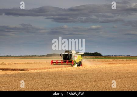 A Claas combine harvester near Wisbech town; Cambridgeshire; England; UK Stock Photo