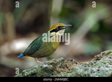 Bar-bellied Pitta (Hydrornis elliotii) adult female standing on rock  Cat Tien, Vietnam                    December Stock Photo