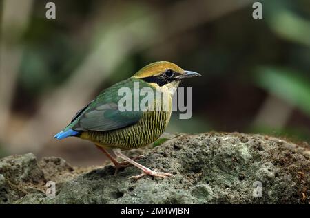 Bar-bellied Pitta (Hydrornis elliotii) adult female standing on rock  Cat Tien, Vietnam                    December Stock Photo