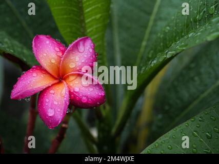 a close-up of green leaves background. Flat lay, nature concept, tropical leaves Stock Photo