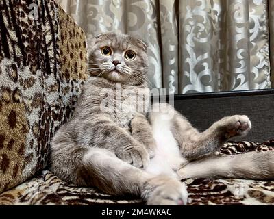 cute gray fluffy cat sits on the sofa with big yellow eyes Stock Photo