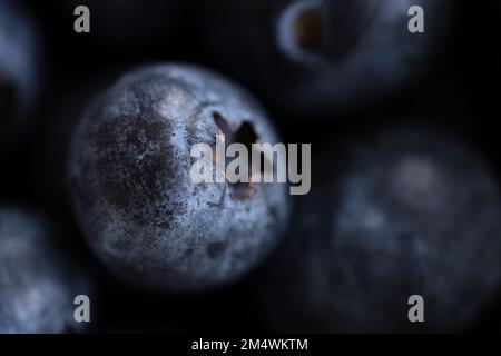 Closeup of one freshly picked dark blueberry on dark background among other blurred blueberries. Narrow depth of field Stock Photo