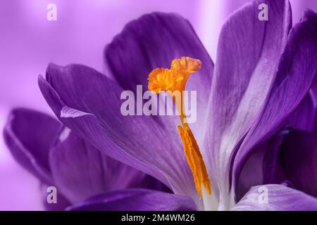 Purple Flower. Abstract purple surface, Natural color Background Stock Photo