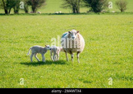 Mother sheep and her lambs in spring Stock Photo