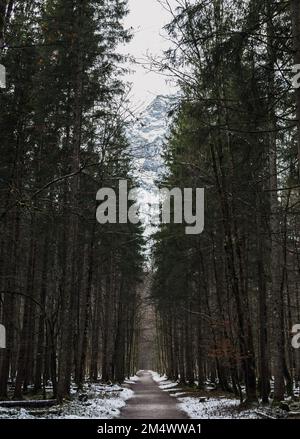 A path in the middle of a forest in winter Stock Photo