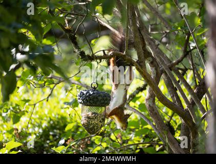 red squirrel hanging upside down on a  bird feeder eating seeds. blurred natural background Stock Photo