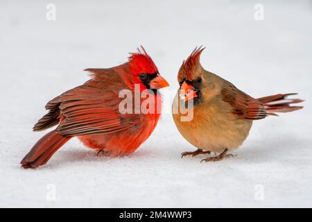 Northern Cardinal Mates Huddled in Snow in Louisiana Winter Stock Photo