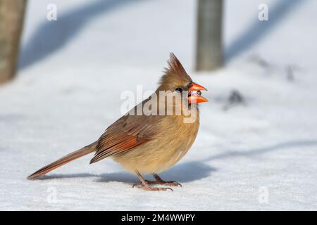 Female Northern Cardinal in the Snow in Southern Louisiana Stock Photo