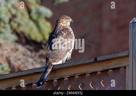 A cooper's hawk basks in the sunlight while sitting on top of a cedar lattice fence Stock Photo
