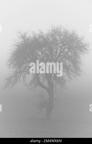 A vertical grayscale shot of a dark mysterious forest with a lonely tree in fog Stock Photo
