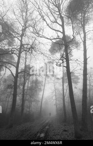 A vertical grayscale shot of a dark mysterious forest with tall trees in fog Stock Photo