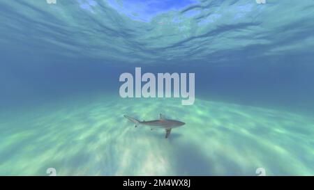 A Blacktip Shark (Carcharhinus limbatus) in Bimini, Bahamas Stock Photo