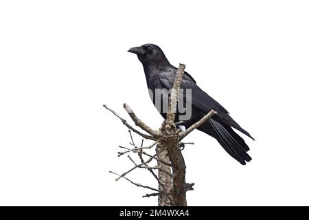 A profile of a crow on top of a dying tree white background Stock Photo