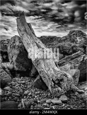 Washed up tree trunk on a boulder Stock Photo