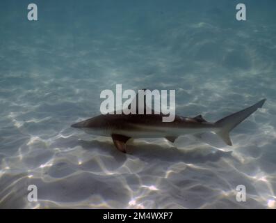 A Blacktip Shark (Carcharhinus limbatus) in Bimini, Bahamas Stock Photo