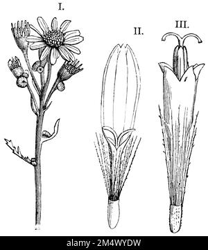 stinking willie, I. plant, II. ray florets, III. tubular florets, Senecio jacobaea, anonym (botany book, 1875), Jakobs-Greiskraut, I. Pflanze, II. Zungenblüten, III. Röhrenblüten, Senecon de Jacob, I. Plante, II. Fleurs ligulées, III. Fleurs tubulaires Stock Photo