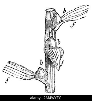 orange lily, piece of the stem, brood bulbs in leaf axils, Lilium bulbiferum, anonym (biology book, 1881), Feuer-Lilie, Stück des Stengels, Brutzwiebeln in Blattachseln, lis orangé, morceau de tige, bulbes couvrants à l'aisselle des feuilles Stock Photo