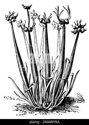 sand leek, Allium scorodoprasum, Mettais (garden book, 1911), Schlangen-Lauch, ail rocambole Stock Photo