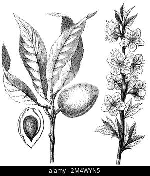 almond treeFlower branch and fruit, Prunus dulcis Syn. Prunus amygdalus,  (encyclopedia, 1893), Mandelbaum, Blütenzweig und Frucht, Amandier, Branche fleurie et fruit Stock Photo