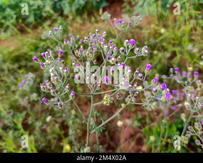 A delicate cluster of Cyanthillium cinereum flowers, showcasing their vibrant purple hues and small, fluffy heads. Stock Photo