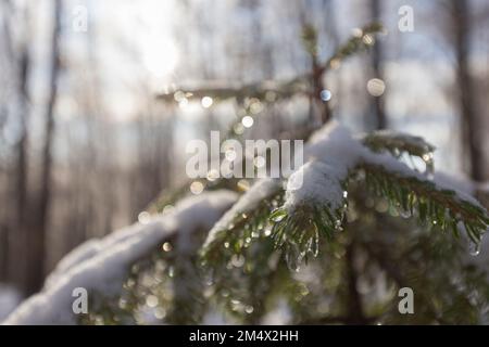 Winter forest abstraction - a spruce branch with a wonderful bokeh of the winter sun and snow. Stock Photo