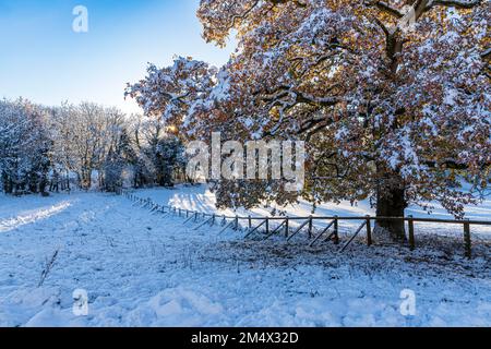 Early winter snow on an oak tree still in leaf on the Cotswolds at Crickley Hill Country Park, Birdlip, Gloucestershire, England UK Stock Photo