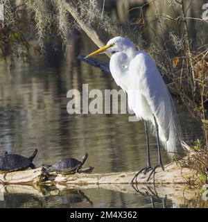 Great Egret all white with yellow beak perches on a log in the Louisiana bayou framed by Spanish moss as two turtles basking in evening sun look up Stock Photo