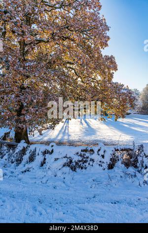 Early winter snow on an oak tree still in leaf on the Cotswolds at Crickley Hill Country Park, Birdlip, Gloucestershire, England UK Stock Photo