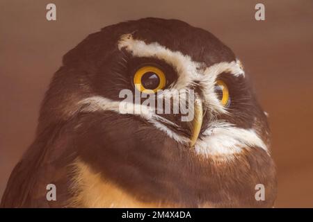 Spectacled owl (Pulsatrix perspicillata) closeup portrait Stock Photo