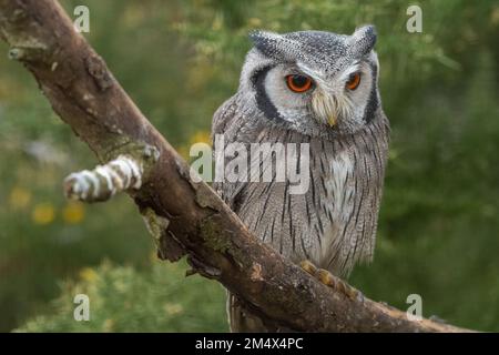 Northern white-faced owl (Ptilopsis leucotis), formerly known as white-faced scops owl Stock Photo