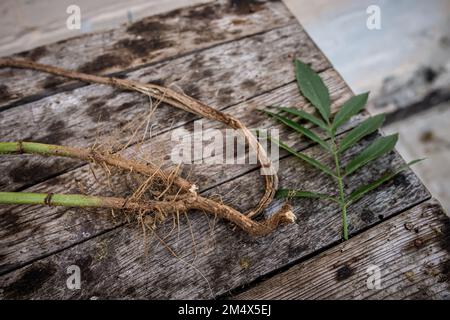 Root and leaf Sambucus ebulus, also known as danewort, dane weed, danesblood, dwarf elder or European dwarf elder, walewort, dwarf elderberry, elderwo Stock Photo