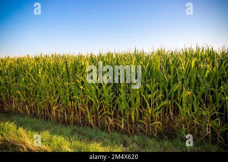 Dirt road next to corn field in the background a village. High quality photo Stock Photo