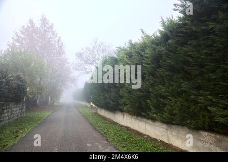 Small country road bordered by hedges on a foggy day Stock Photo - Alamy