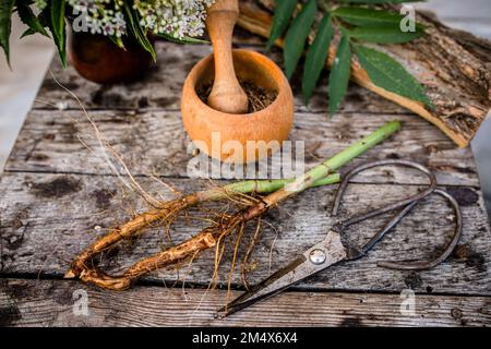 DWARF ELDER Root Dried ORGANIC Bulk Herb. Elder herbaceous - a medicinal plant used to treat rheumatism, gout, tumors, wounds, and also as a diuretic, Stock Photo