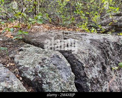 Gray and white spiny crevice lizard blending into a large rock Stock Photo