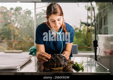 Smiling young veterinarian examining turtle in clinic Stock Photo