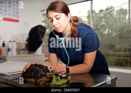 Young veterinarian examining turtle in clinic Stock Photo