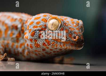 https://l450v.alamy.com/450v/2m4x9h8/close-up-of-spotted-tokay-gecko-on-table-2m4x9h8.jpg