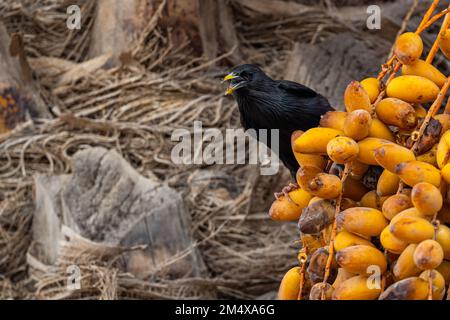 Spotless starling eating dates Sturnus unicolor, Agadir, Morocco. Stock Photo