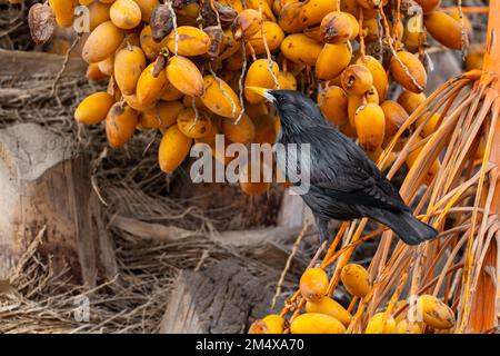 Spotless starling eating dates Sturnus unicolor, Agadir, Morocco. Stock Photo