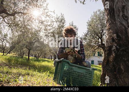 Smiling man holding olives at orchard on sunny day Stock Photo