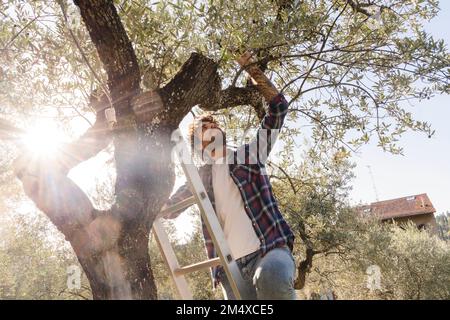 Man picking olives standing on ladder at tree Stock Photo