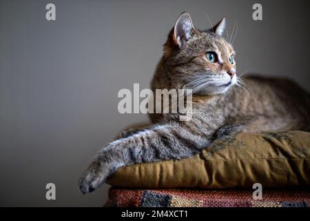Portrait of alerted cat lying on cushion Stock Photo