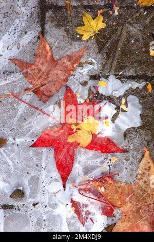 Fallen maple leaves lying on icy surface Stock Photo