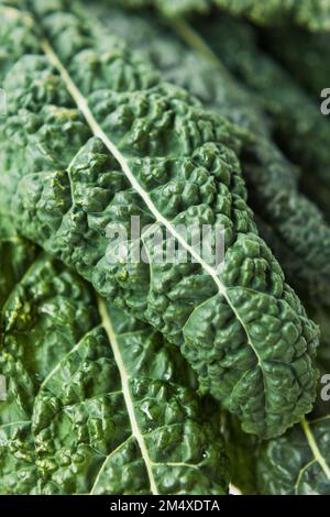 Close-up of green kale leaf Stock Photo