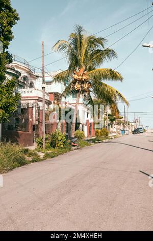 Cuba, Havana, Palm tree growing in front of street in La Vibora neighborhood Stock Photo