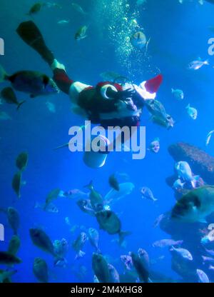 Palma, Spain. 23rd Dec, 2022. A diver dressed as Santa Claus swims with fish at Palma Aquarium. Credit: Clara Margais/dpa/Alamy Live News Stock Photo