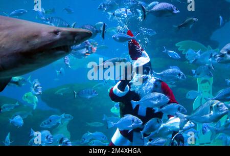 Palma, Spain. 23rd Dec, 2022. A diver dressed as Santa Claus swims with fish and sharks at Palma Aquarium. Credit: Clara Margais/dpa/Alamy Live News Stock Photo