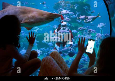 Palma, Spain. 23rd Dec, 2022. A diver dressed as Santa Claus swims with fish and sharks at Palma Aquarium. Credit: Clara Margais/dpa/Alamy Live News Stock Photo